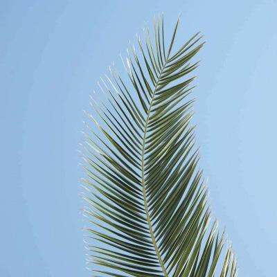 皇冠app下载安装免费下载截图